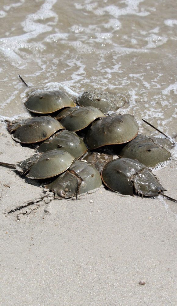 A close-up of a group of horseshoe crab on the beach.