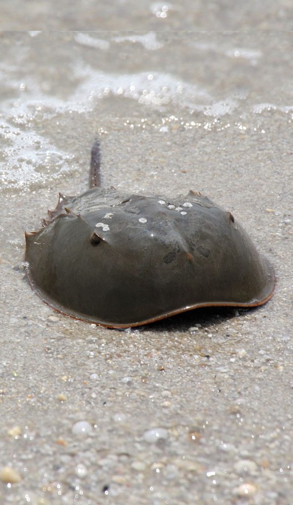 A close-up of a horseshoe crab on the beach.
