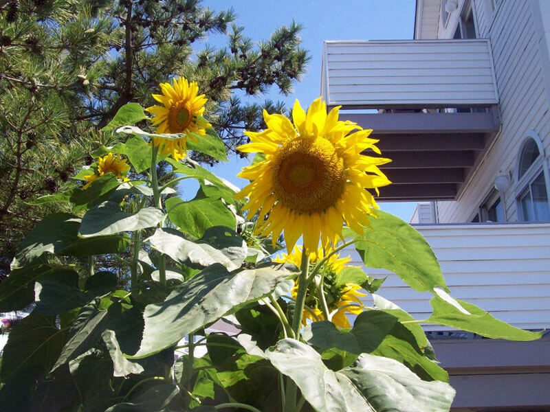 Close-up shot of sunflower against a sunlight.