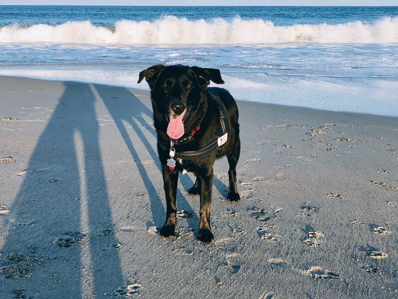 A close-up of a black dog standing along beach shore