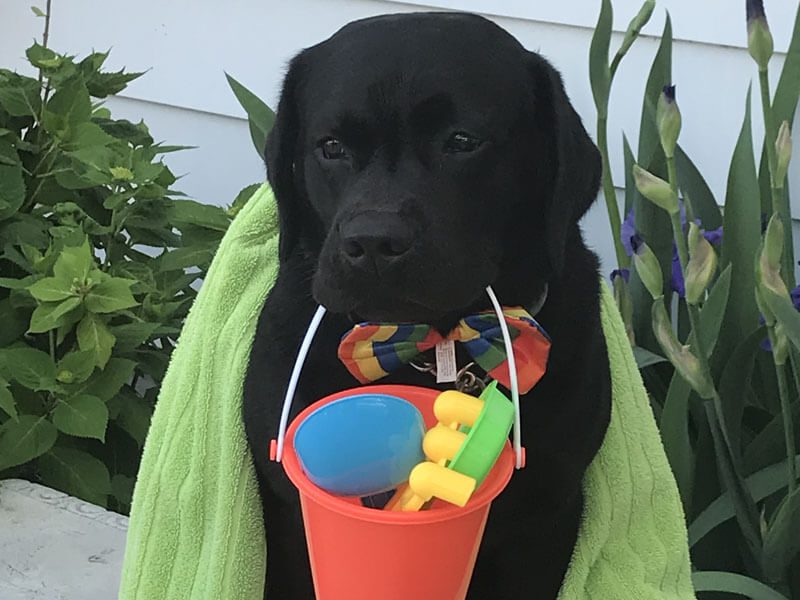 A black dog wrapped in a green towel carried a plastic beach bucket full of toys.
