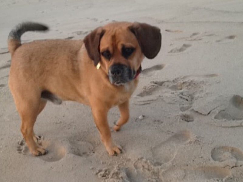 AO - Dog walking on sandy beach
