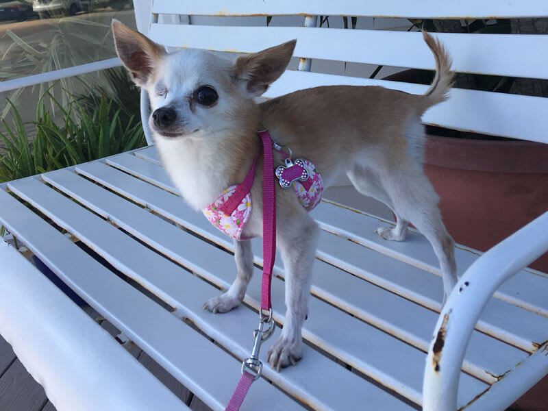 A close-up of a dog with a pink body leash standing on a bench.
