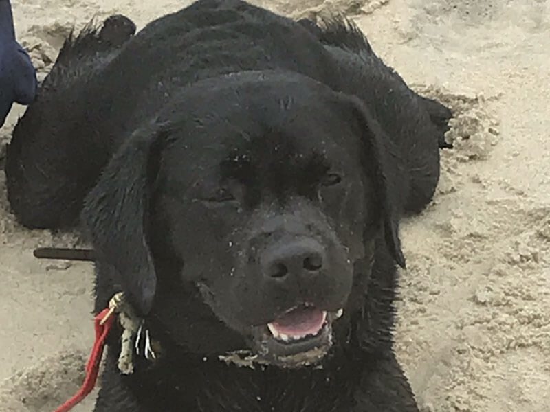 A close-up of a black dog sitting on a sandy beach