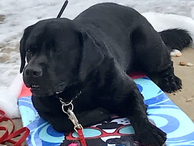 A close-up of a black Dog relaxing on surf board along beach shore.