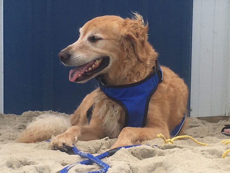 A brown dog with a blue body leash sits on a sandy beach.