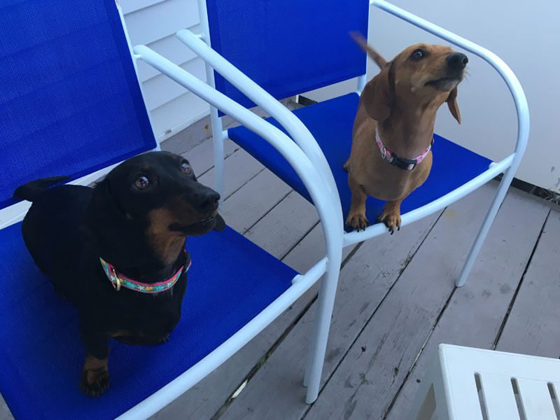 A close-up of two Dachshund dogs standing on a blue bench.