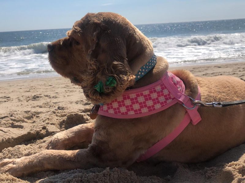 A close-up of a brown dog with a blue collar and a pink body leash relaxing on sandy beach.
