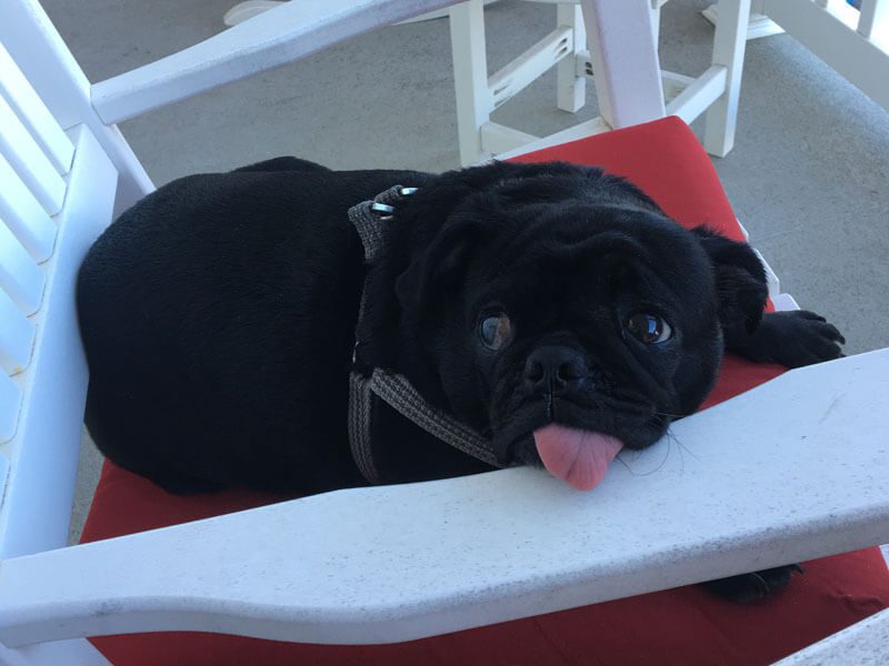 A close-up of a black pug resting on a white chair with a red cussion.