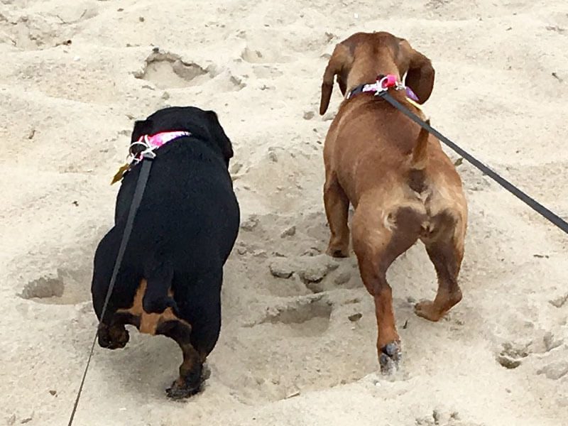 Two dogs on a leash walk on the sandy beach.