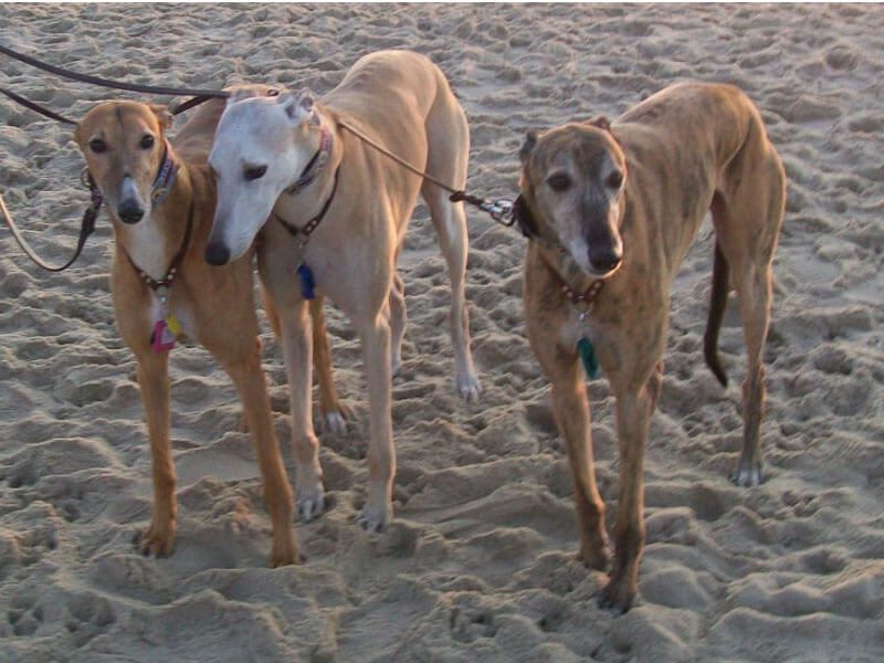 Three brown dogs are talking about a walk on the sandy beach.