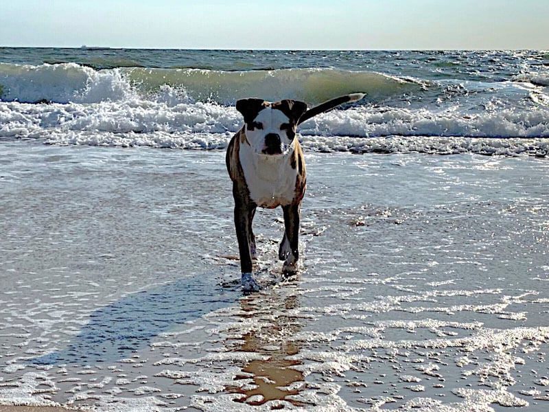 A dog enjoying the beach waves.