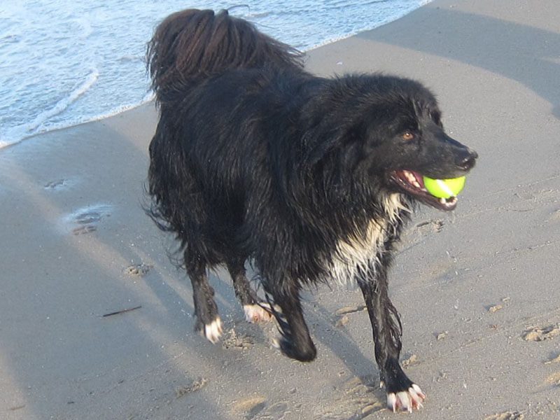 A black dog is playing with a ball on the beach.