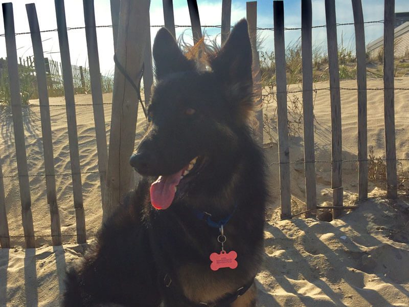 A black Dog with a bone collar sitting on sandy beach.