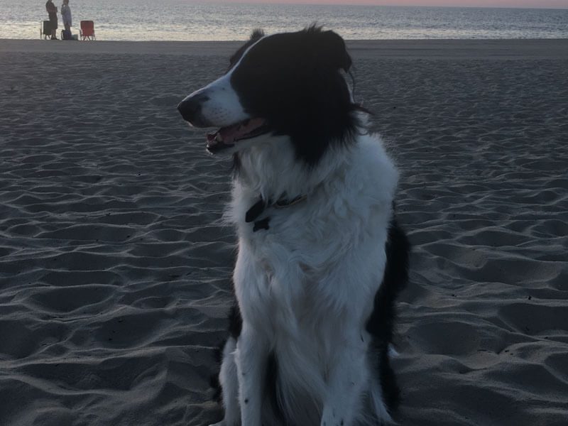 A Dog sitting on sandy beach.