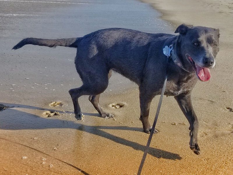 A close-up of a black dog on leash walking along the Dewey Beach shore.